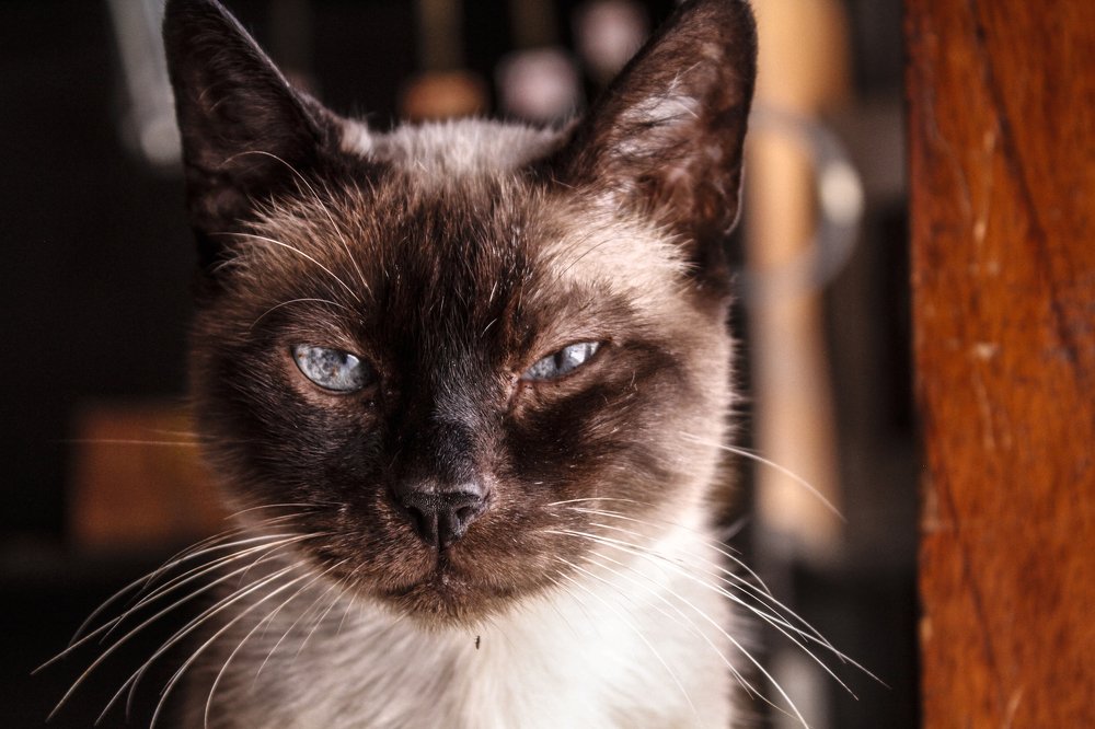 WHAT CHARACTER TIQUITIN