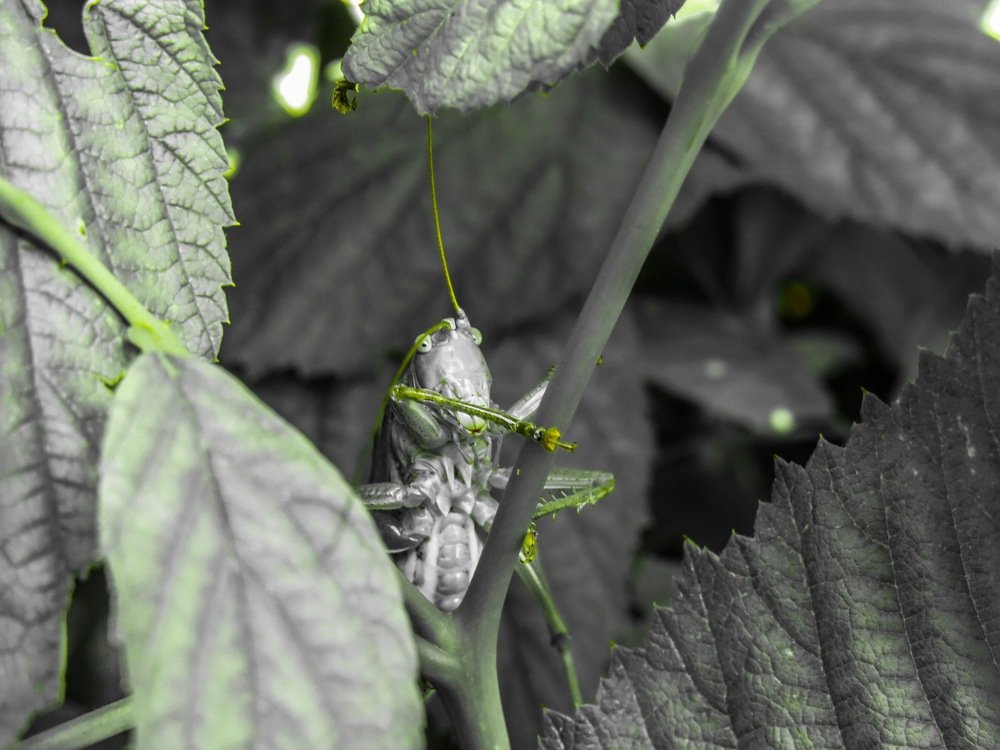 Кузнечик в малиннике