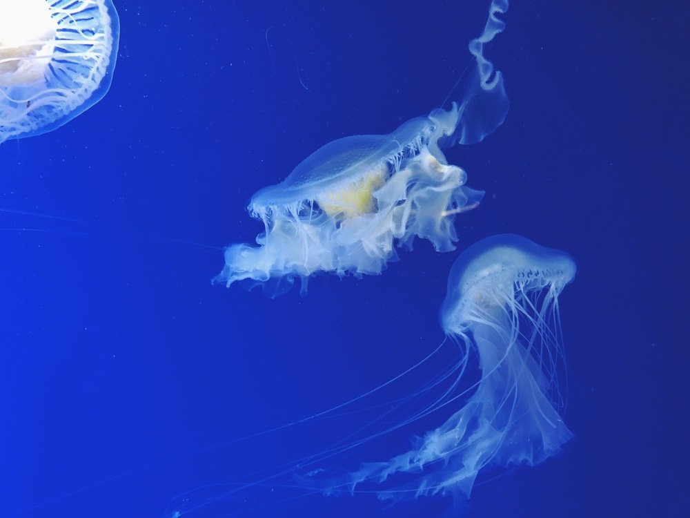 Jellies