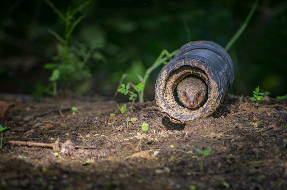 Indian grey mongoose pup