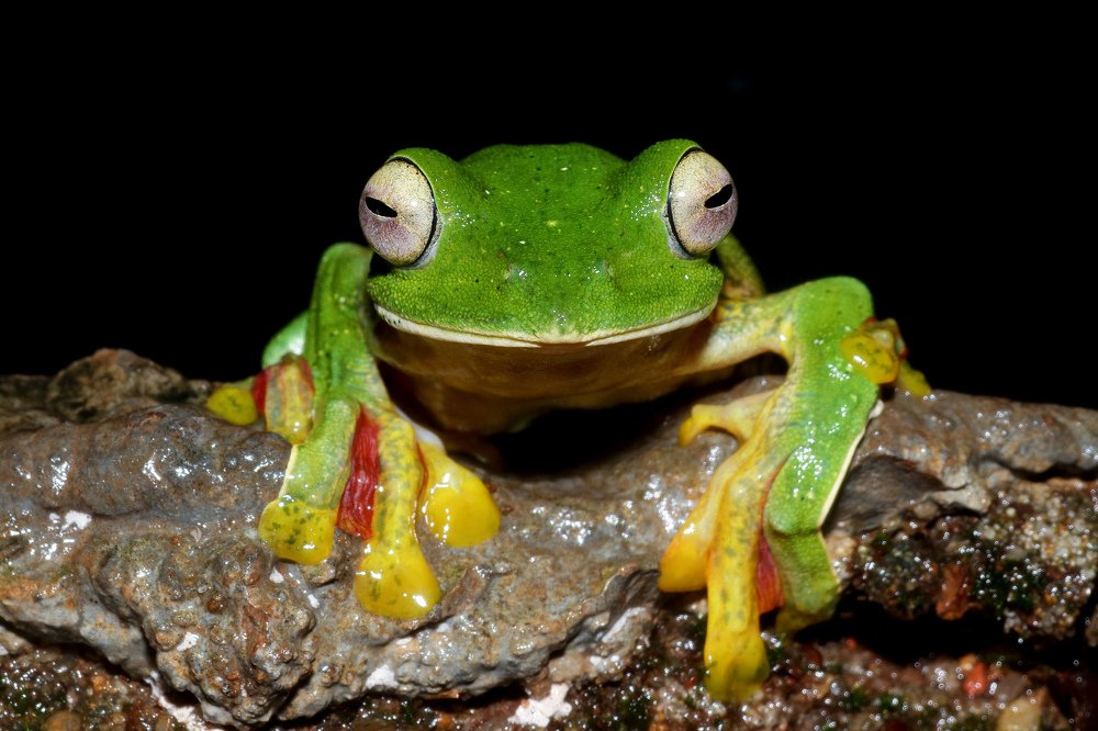 Malabar gliding frog