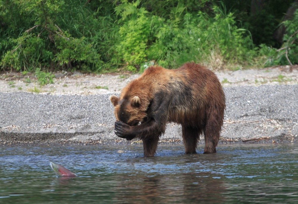 Не хочу больше рыбу, хочу ма-ли-ны!...