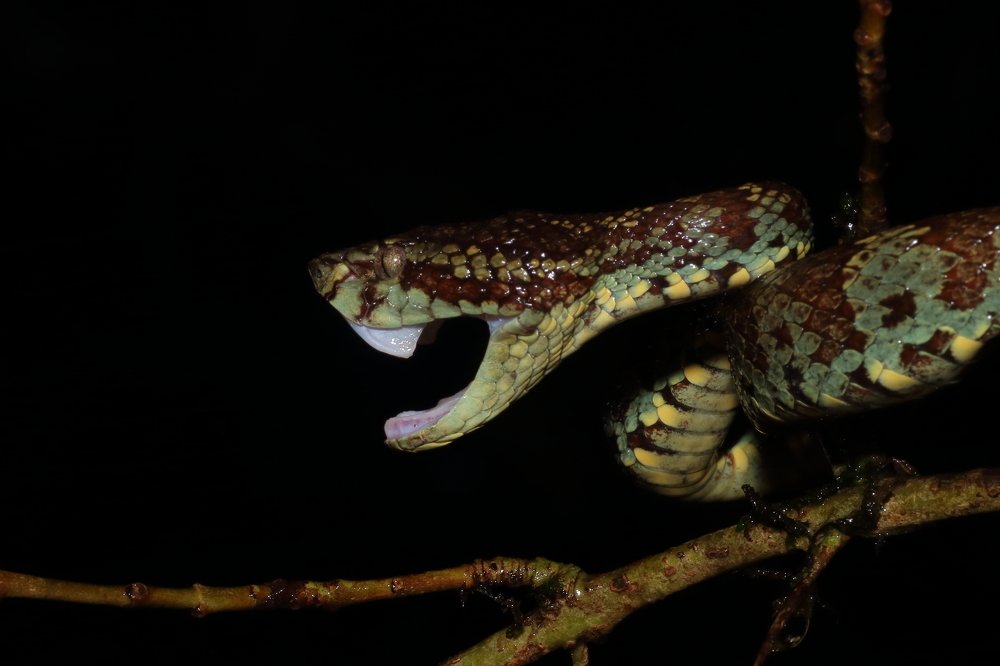 Malabar pit viper