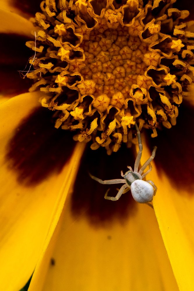 макромир микрохищника