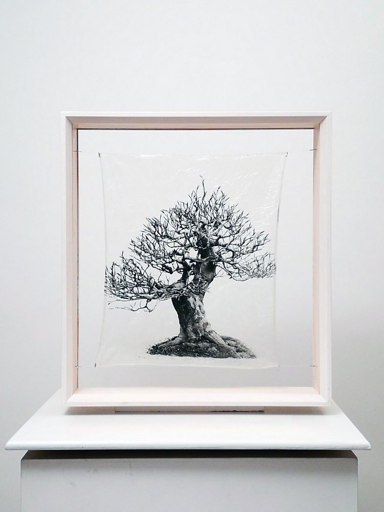 transparenTrees