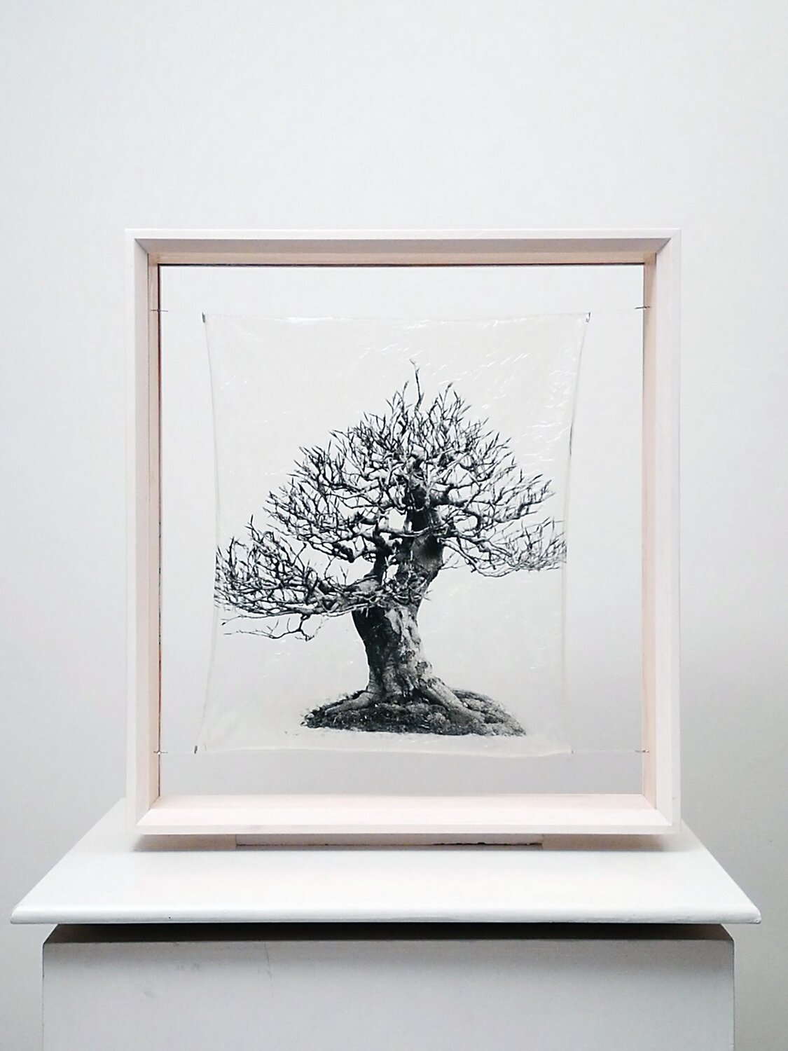 transparenTrees