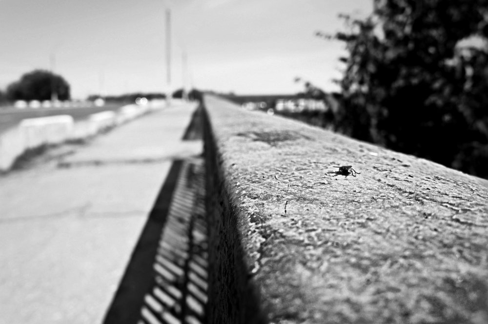 Photograph by Elena