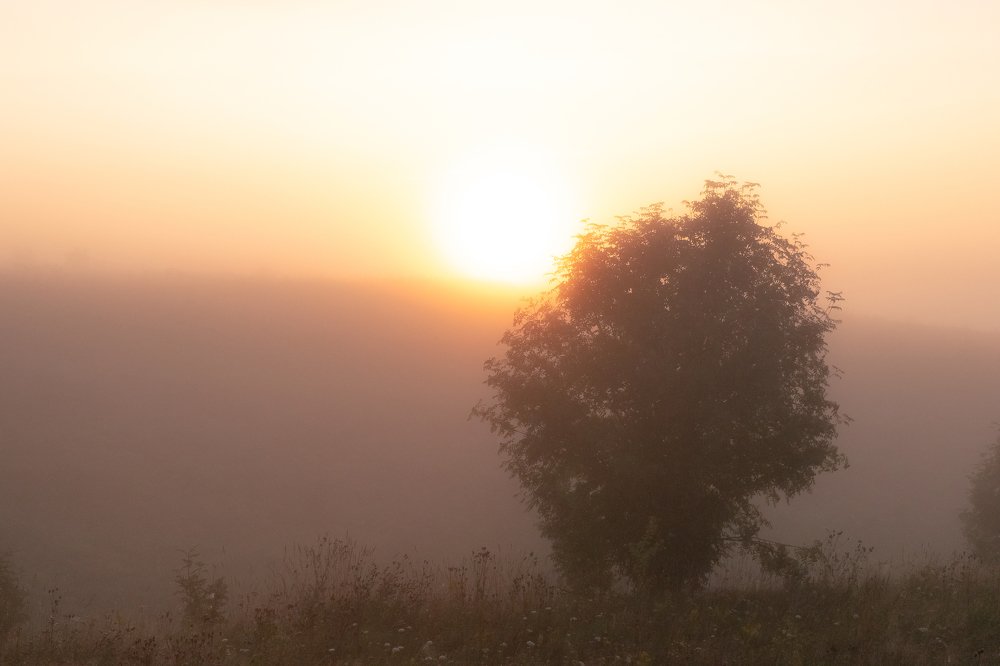 Туманное утро