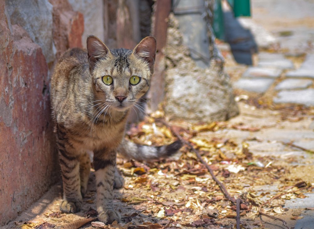 Cat at the street