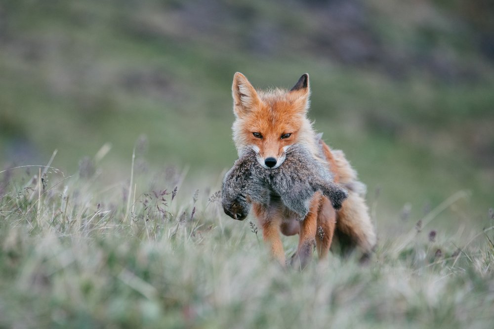 Лисица на вечерней охоте