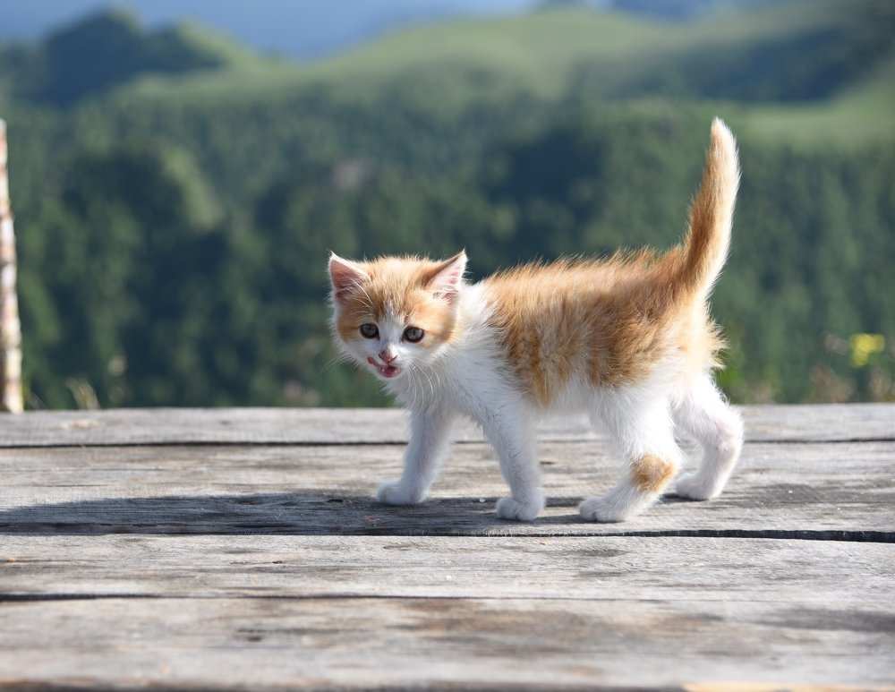 Photograph by Прокошева Екатерина