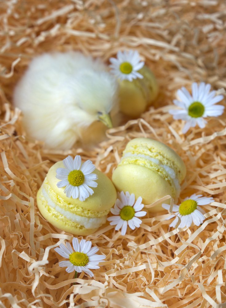 Цып-цып-макаруни)