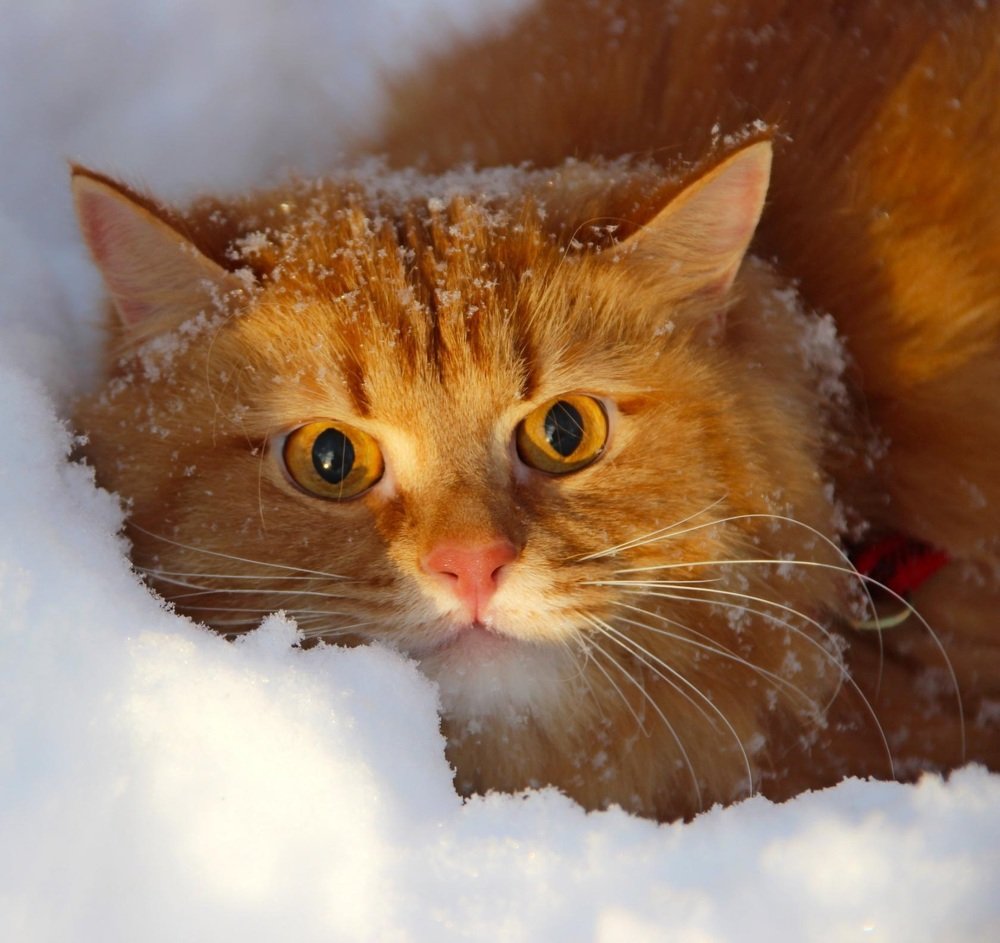 Photograph by Вячеслав Розмин