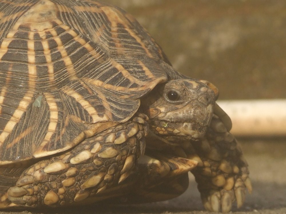 Turtle