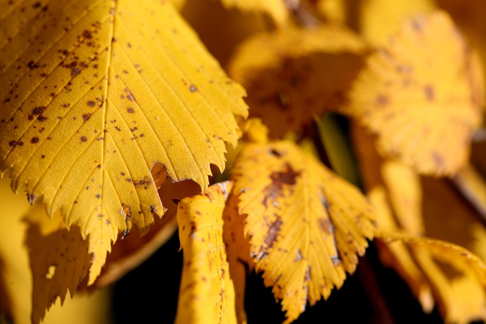 Photograph by Александр Цабель