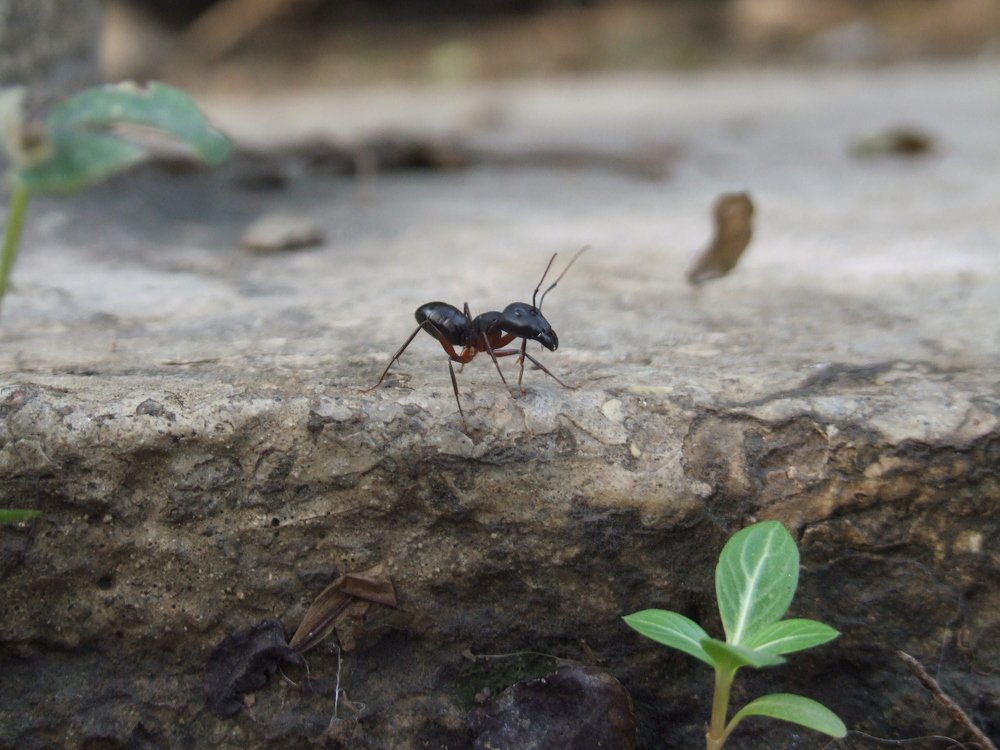 Ant