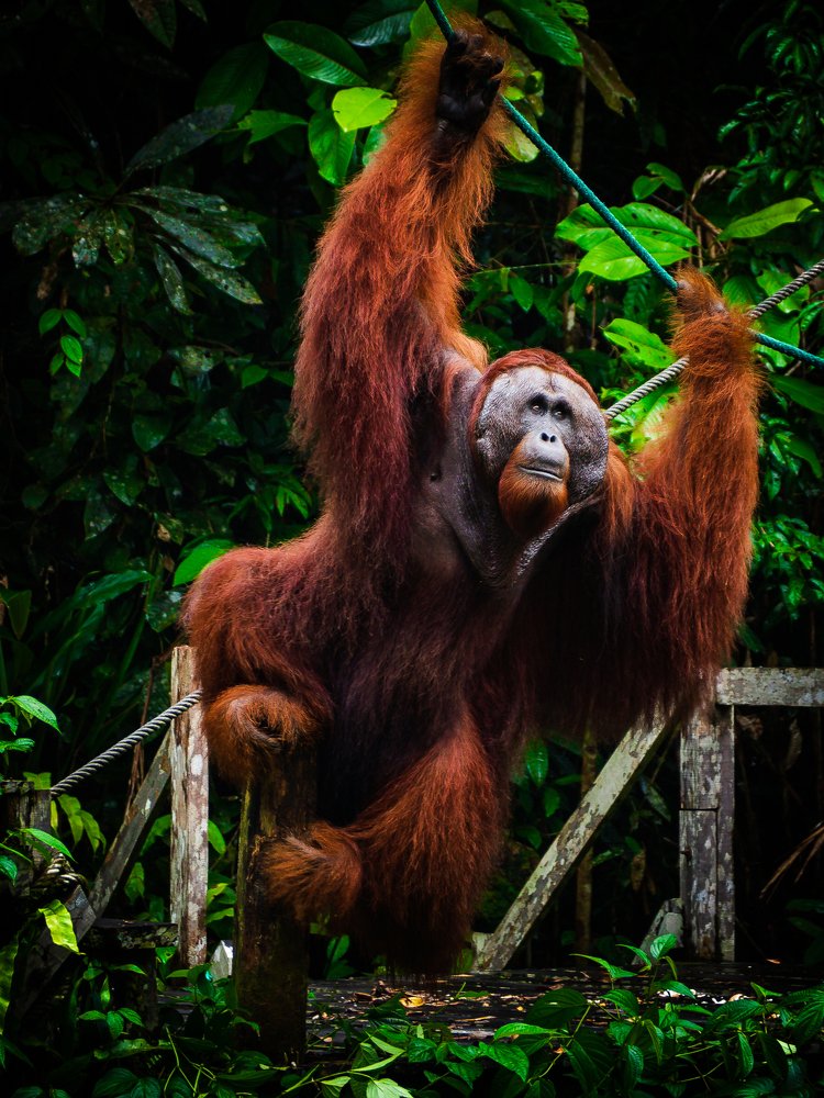 Borneo's Big Boss