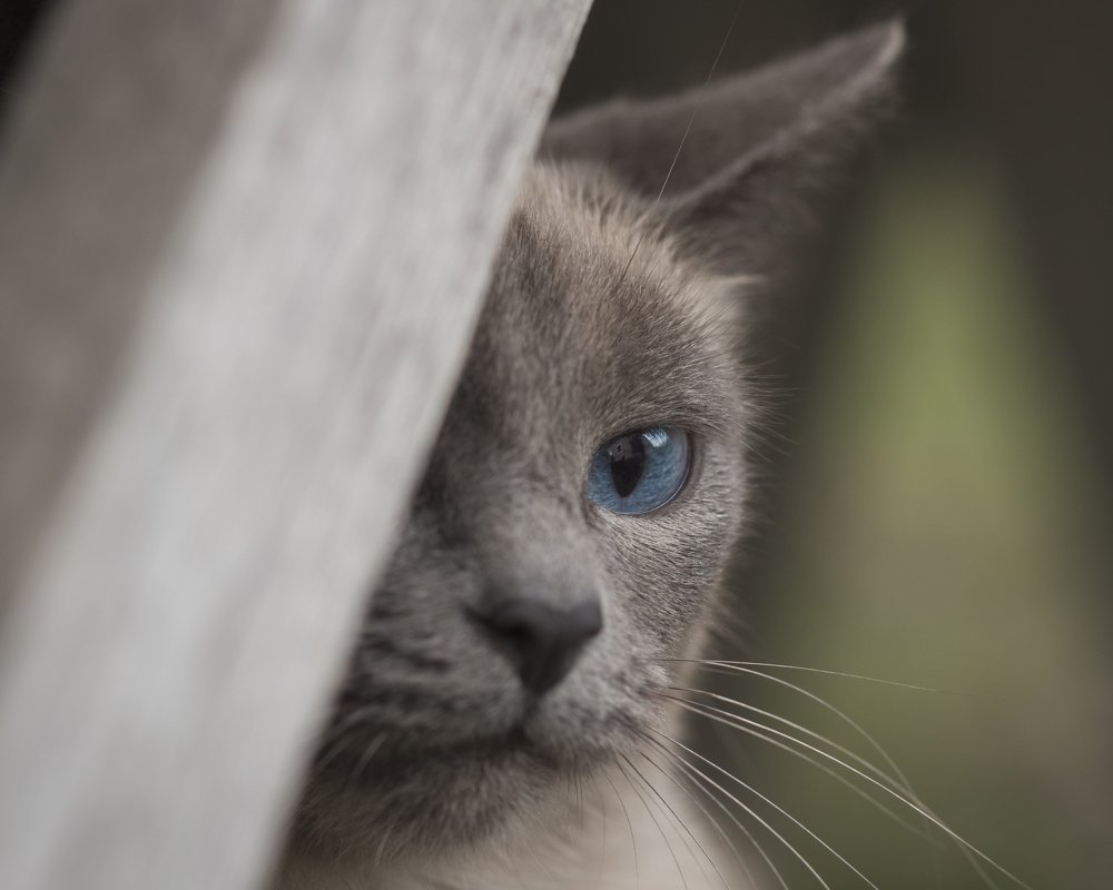 Задумалась