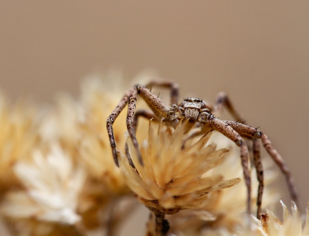 Стеснительный паучок