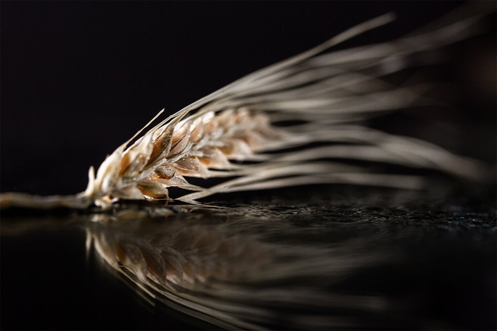 Пшеница ждет весны