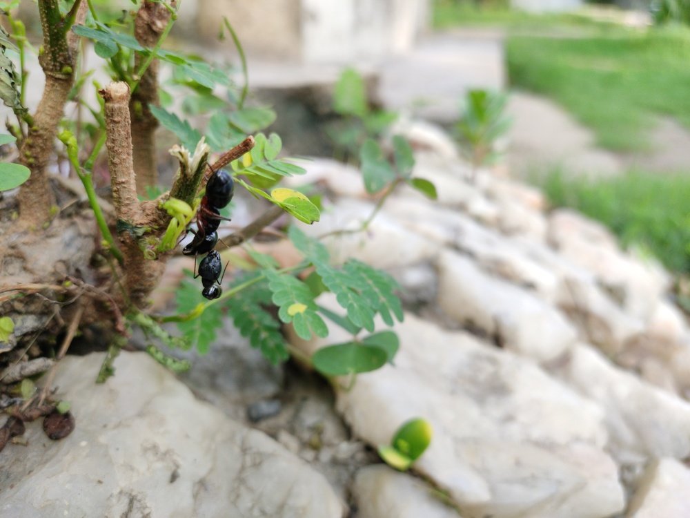 Ants