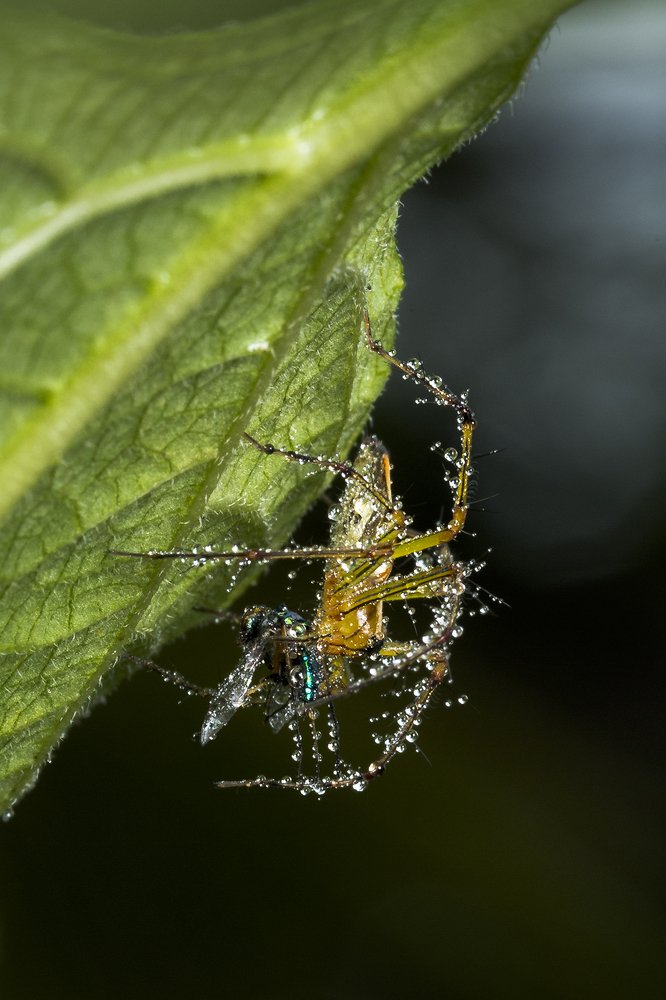 Lynx spider killing mosquito