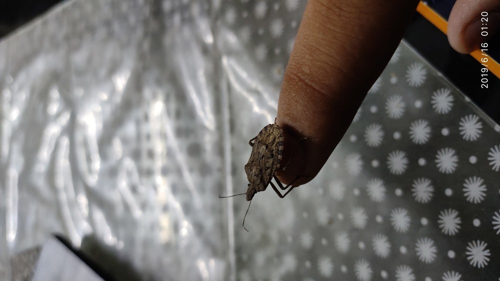 Beetle