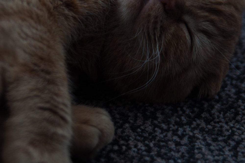 Сонное царство