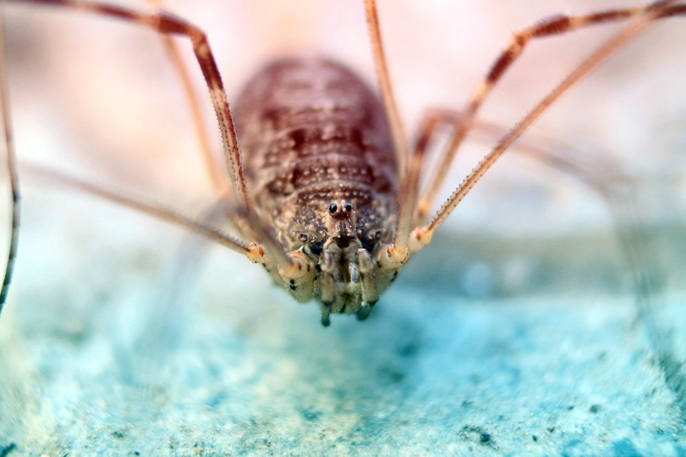 Взгляд косиножки