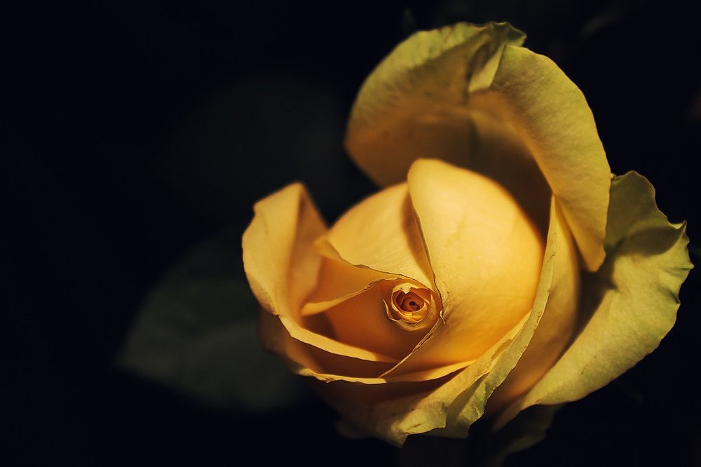 Жёлтая роза - эмблема разлуки