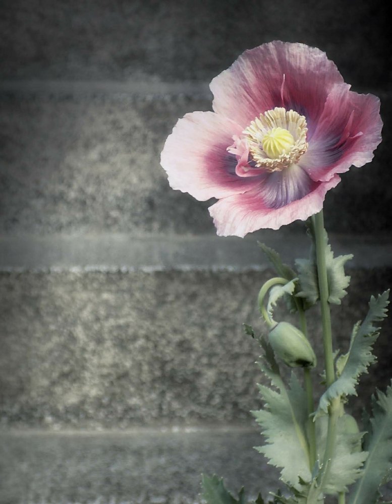 Poppy flower
