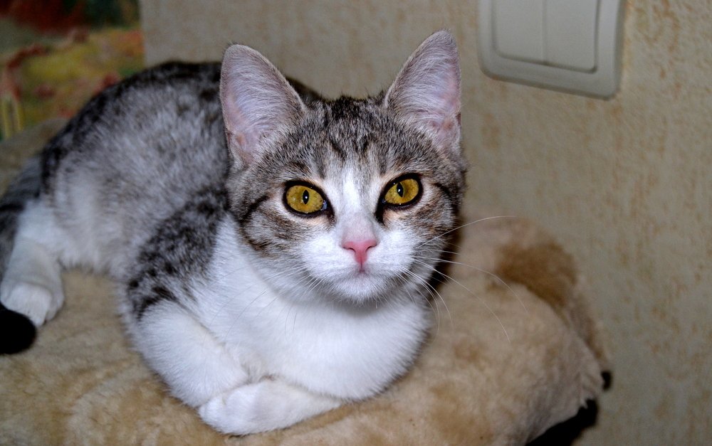 Эти глаза напротив.