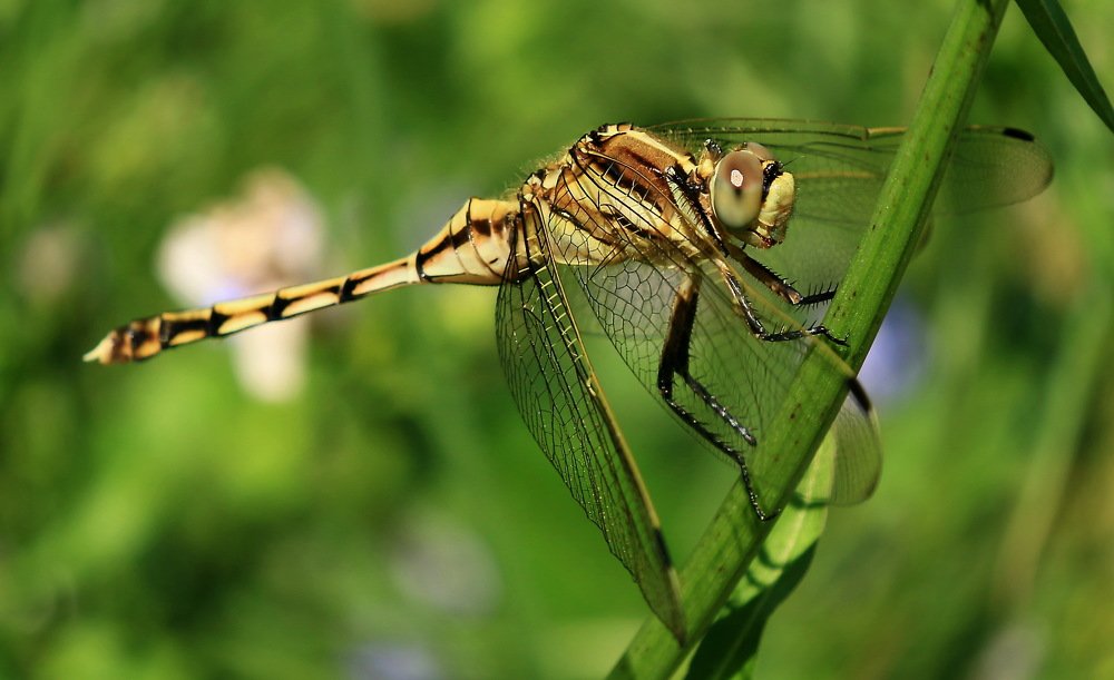 Photograph by 