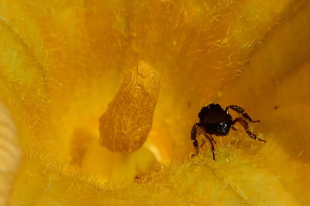Bee in a yellow flower