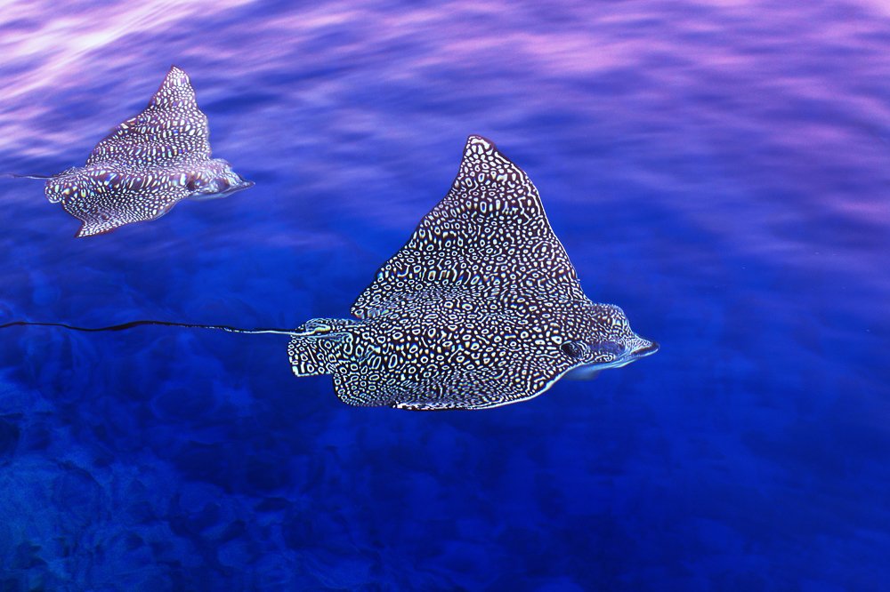 Скаты орляки патрулируют территорию