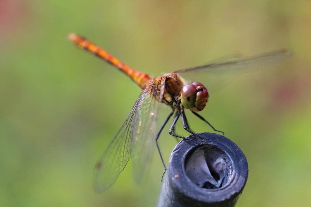 dragonfly