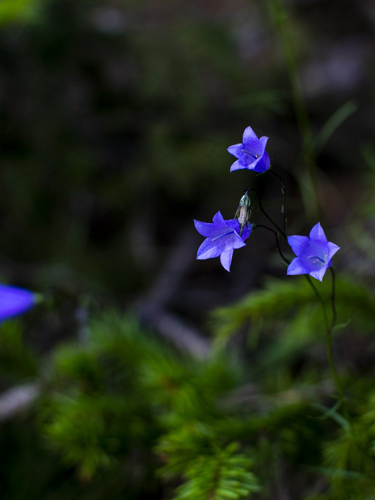 После дождя
