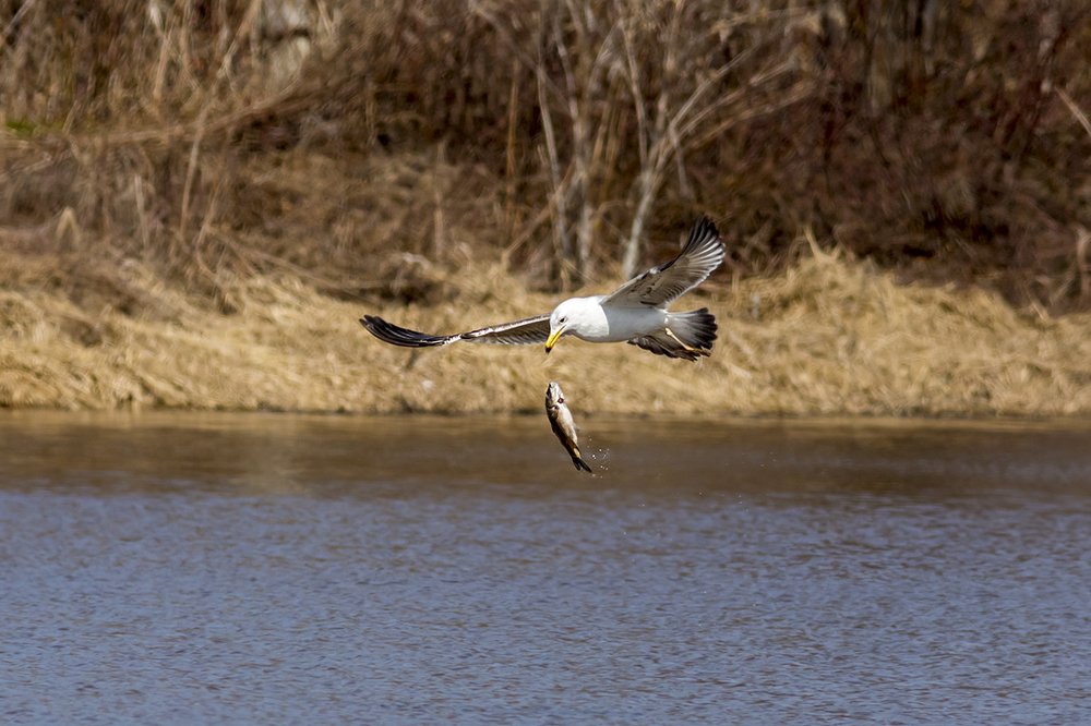 Чайка и Карась