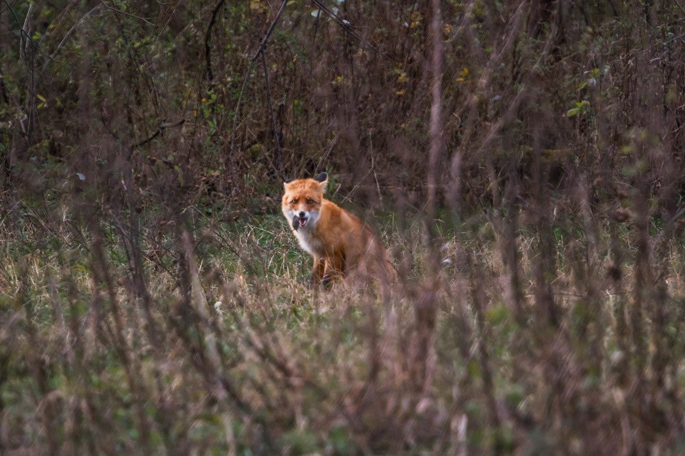 Лисица и мышь