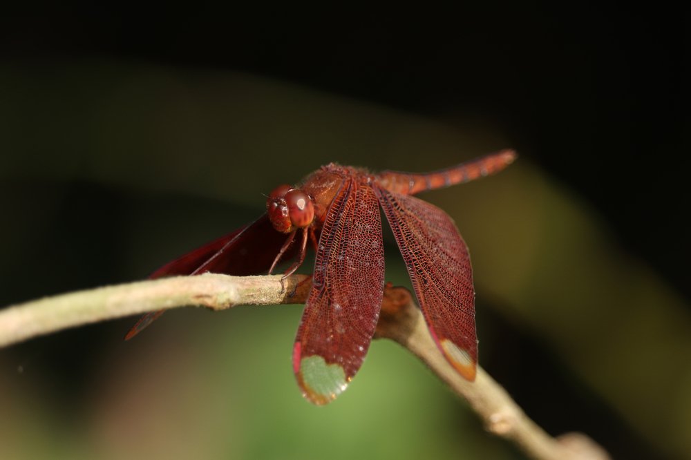 Photograph by Pravat Biswas