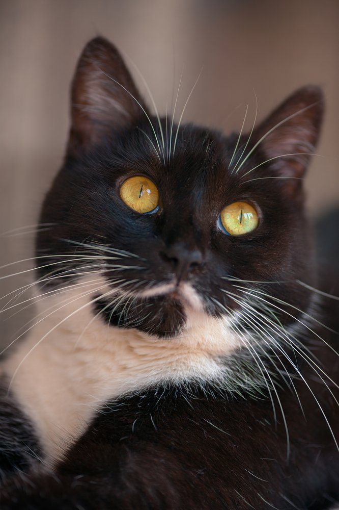 Котопортрет