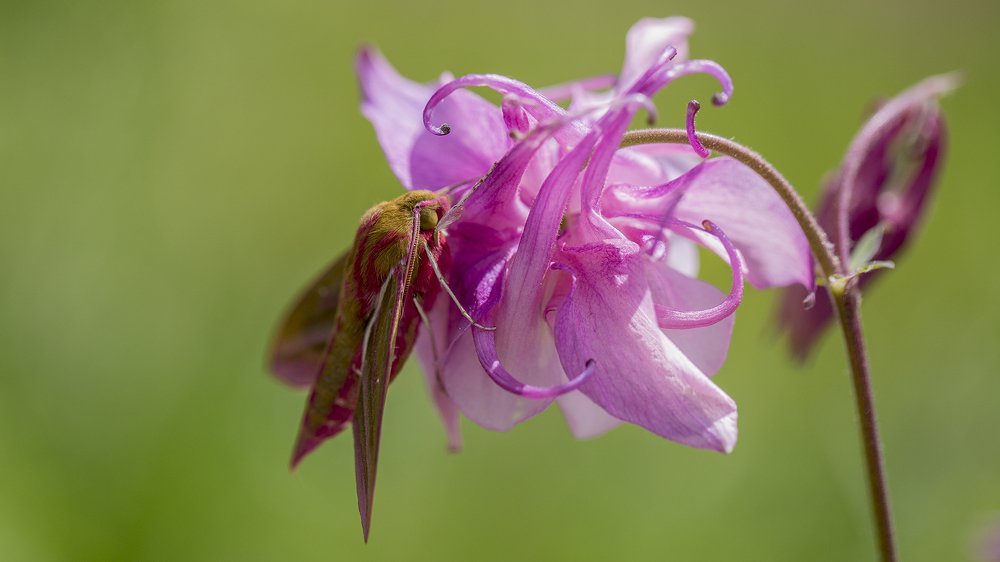 Розовые сны.