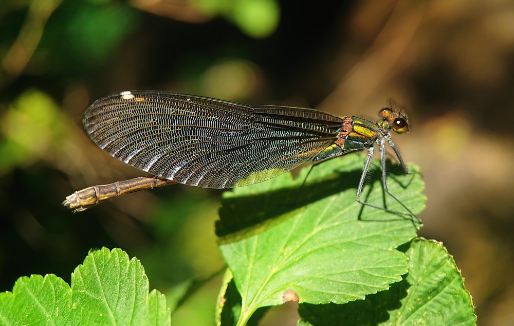 Calopteryx virgo