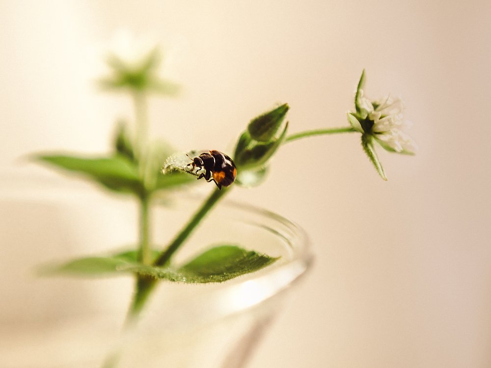 Коровка на ветке