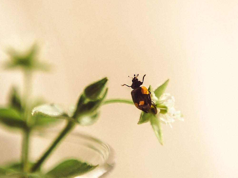 Коровка машет лапками