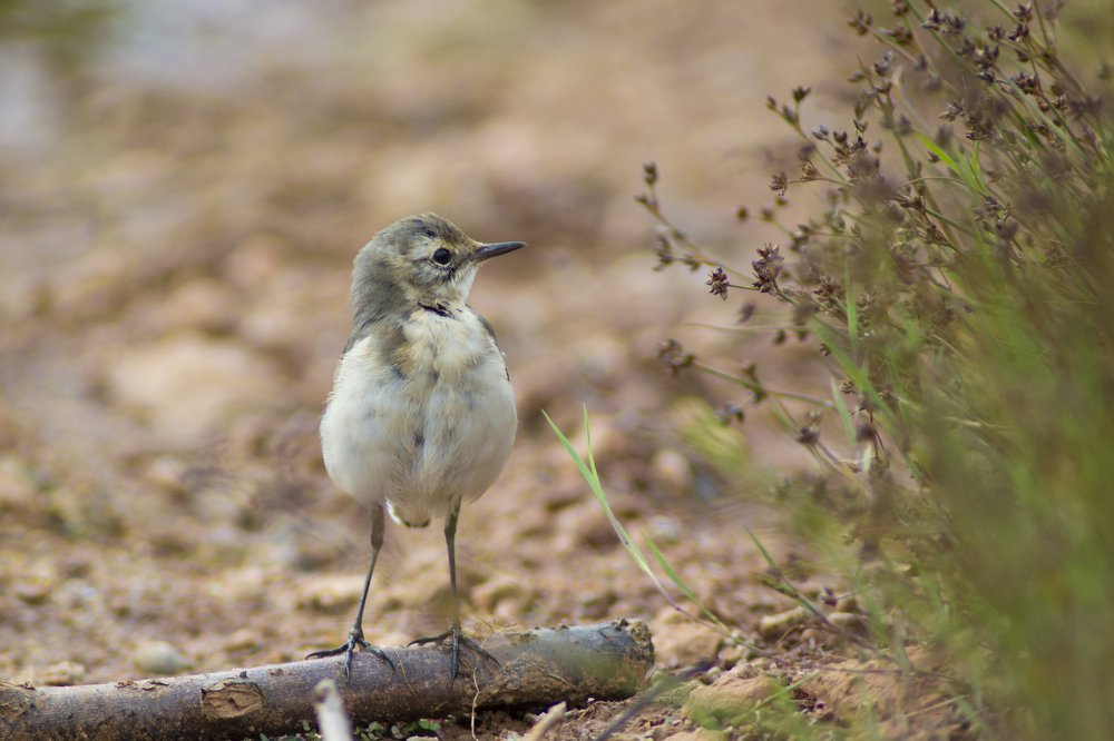 Наблюдение