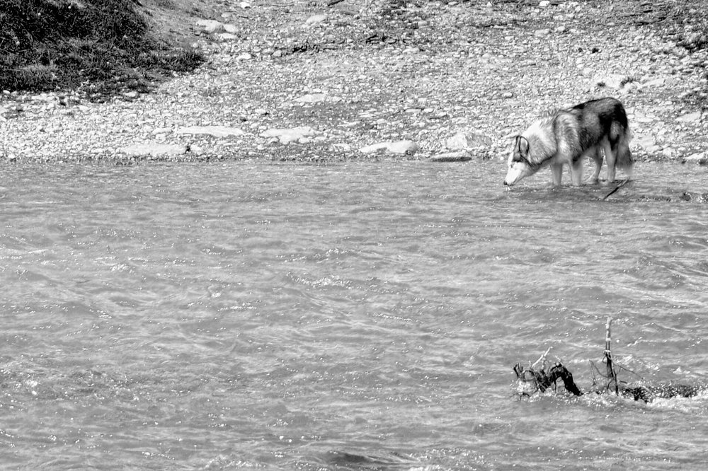 рыбку любят все