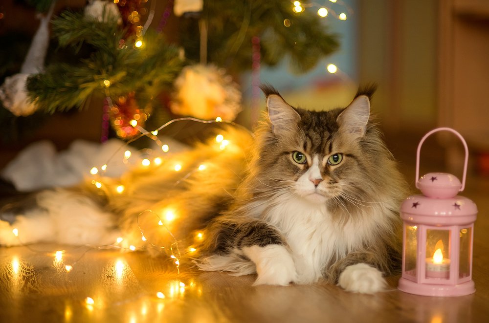 Photograph by Анна Цыплакова