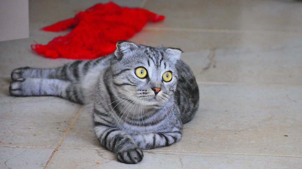 охота на мух