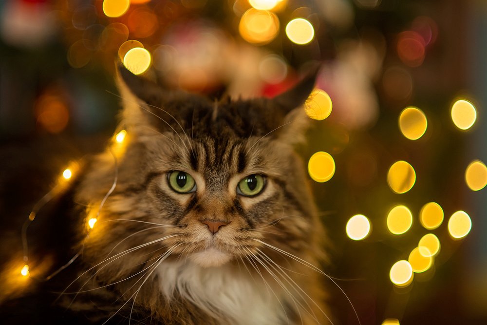 Photograph by Анна Цыплакова